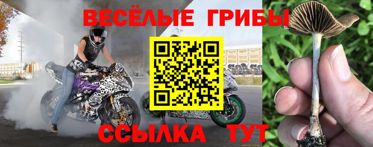 Пугачёв  где купить наркоту  Вход с VPN  Галлюциногенные грибы мухоморы  Псилоцибиновые грибы MAGIC MUSHROOMS 